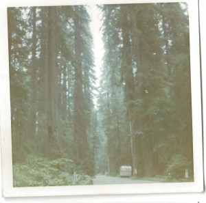 Tall trees, little wagon
